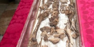 Pertama Kali Jenasah Fransiskus Assisi Dipamerkan